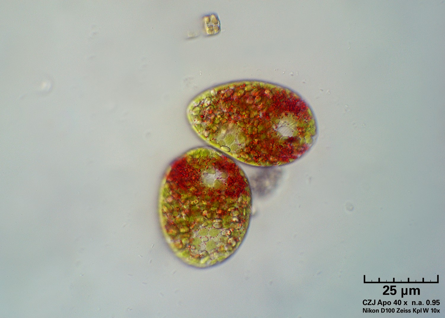 Euglena sanguinea